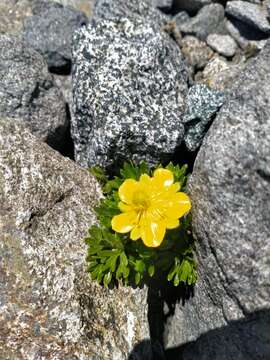 Image of Ranunculus sericophyllus Hook. fil.