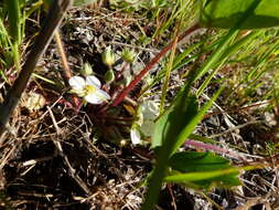 Image of Virginia strawberry