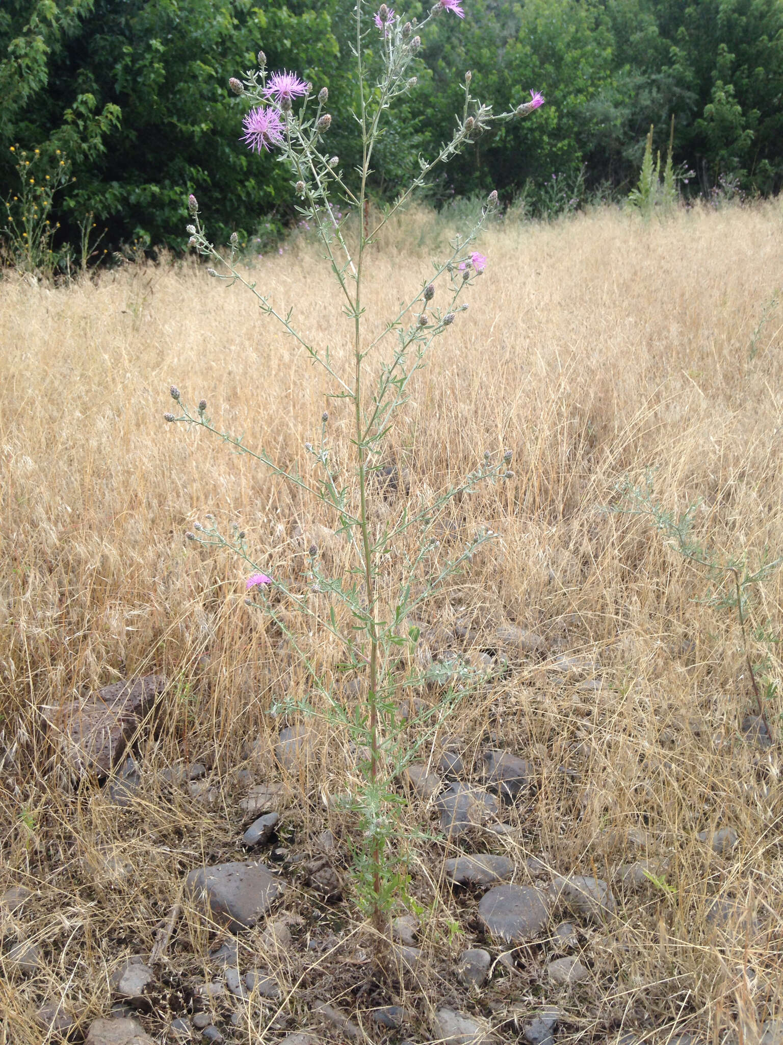 Image of spotted knapweed