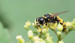 Ectemnius cephalotes (Olivier 1792)的圖片