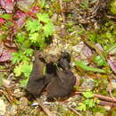 Image of Helvella helvellula (Durieu & Mont.) Dissing 1966