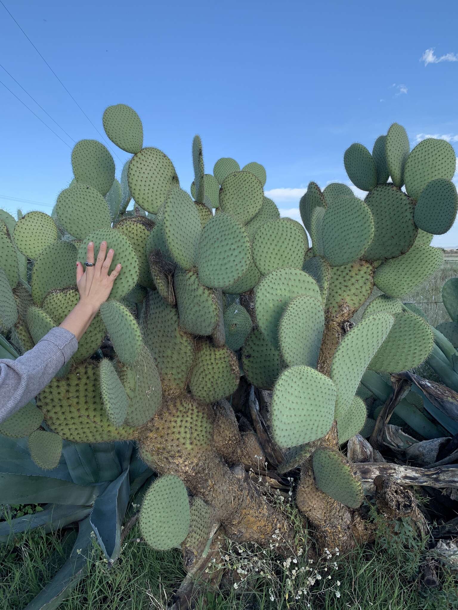 Image of Arborescent Pricklypear