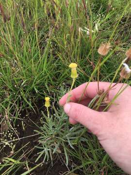 Plancia ëd Senecio macrocarpus F. Müll. ex R. O. Belcher