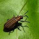 Image of Skeletonizing leaf beetle