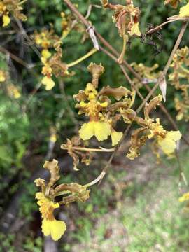 Image of Wydler's dancing-lady orchid