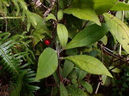 Image of Ardisia villosa Roxb.