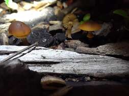 Image of Conocybe rugosa (Peck) Watling 1981