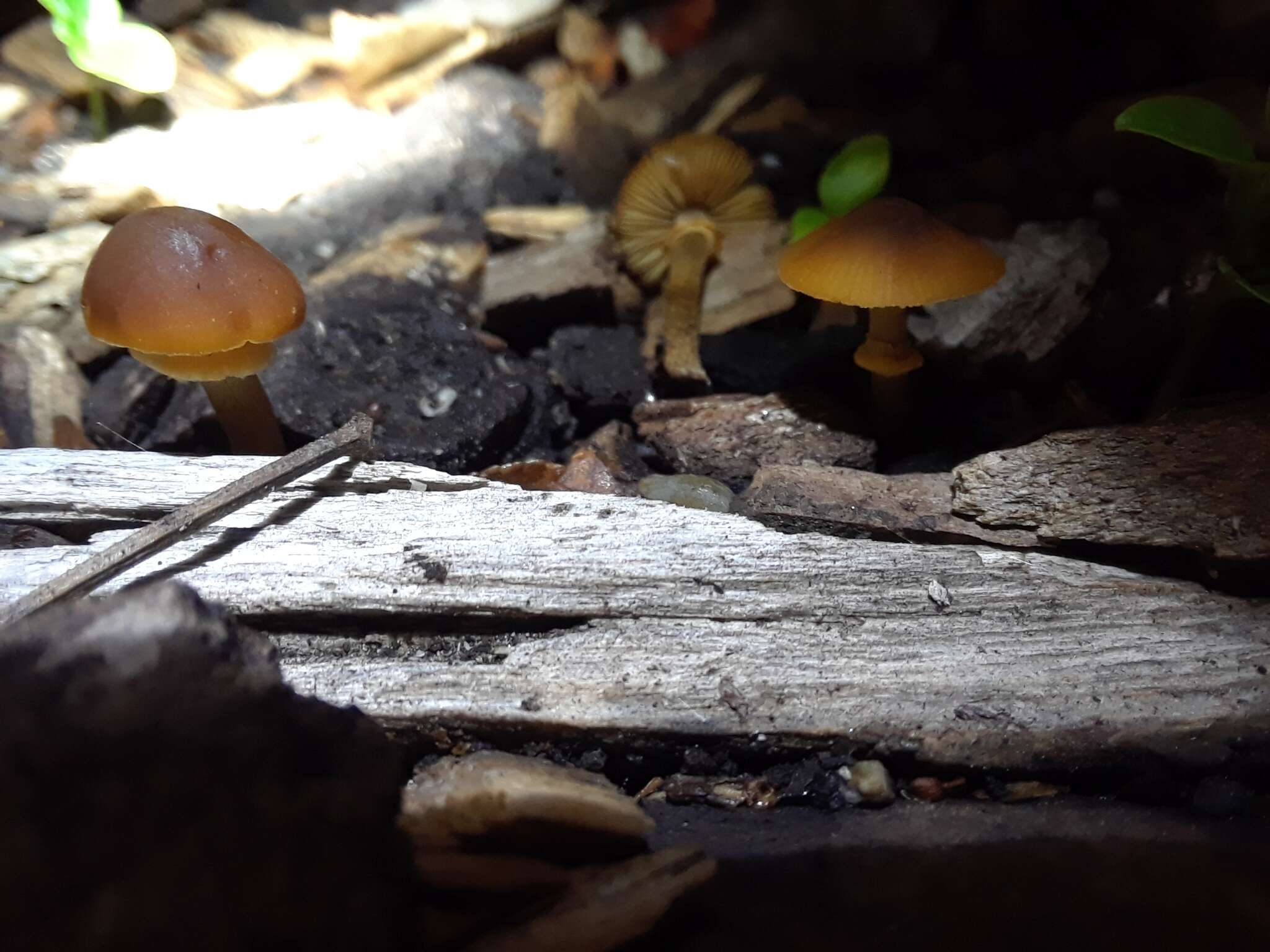 Image of Conocybe rugosa (Peck) Watling 1981