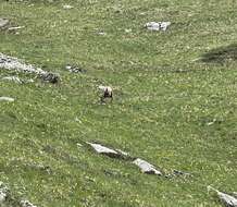 Image of Apennine chamois