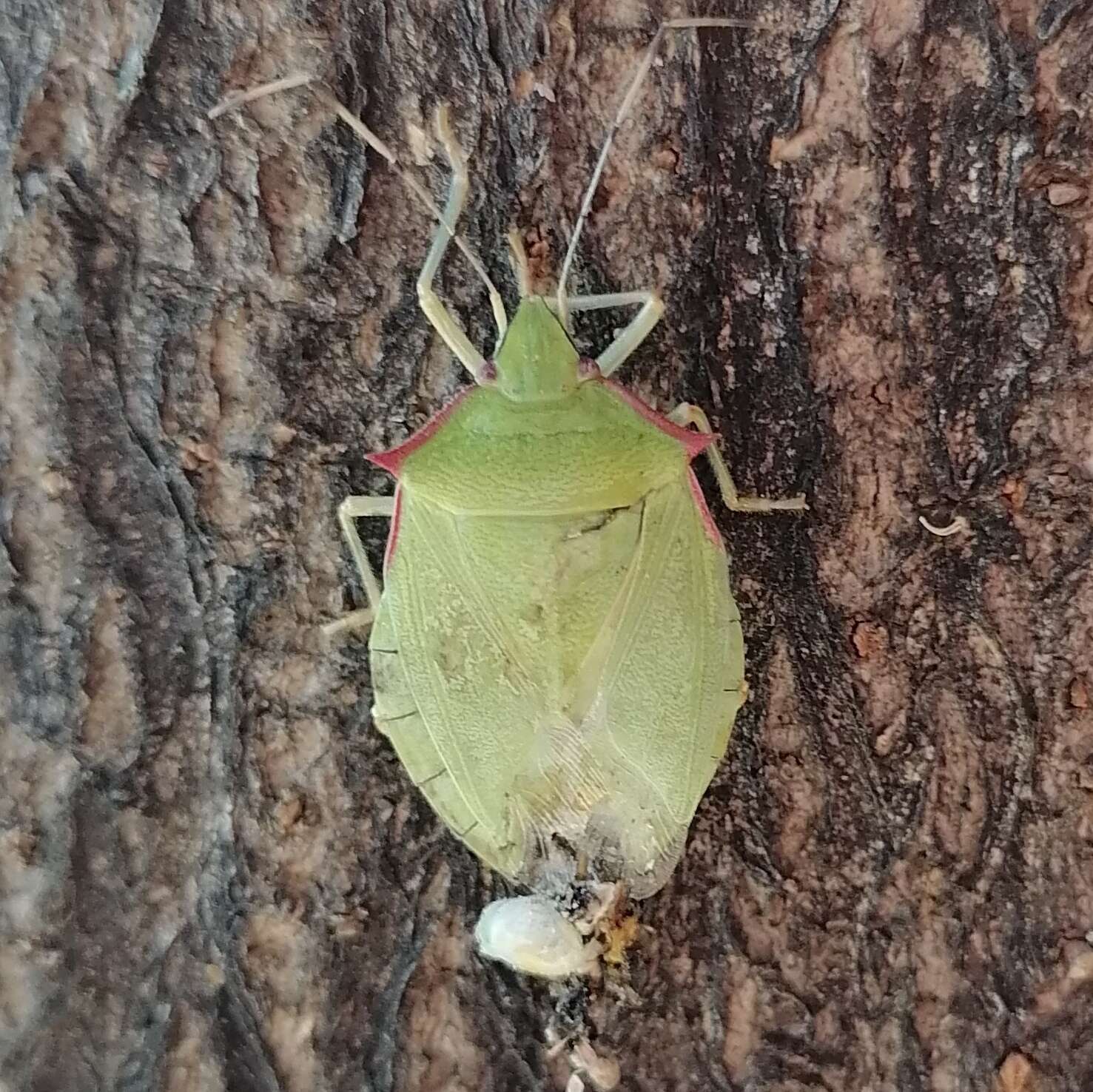 Image of Chlorocoris (Chlorocoris) distinctus Signoret 1851