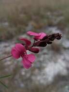 Слика од Indigofera pedunculata Baker