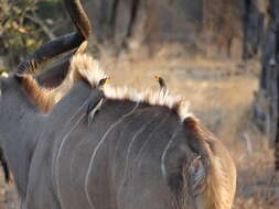 Image of oxpeckers