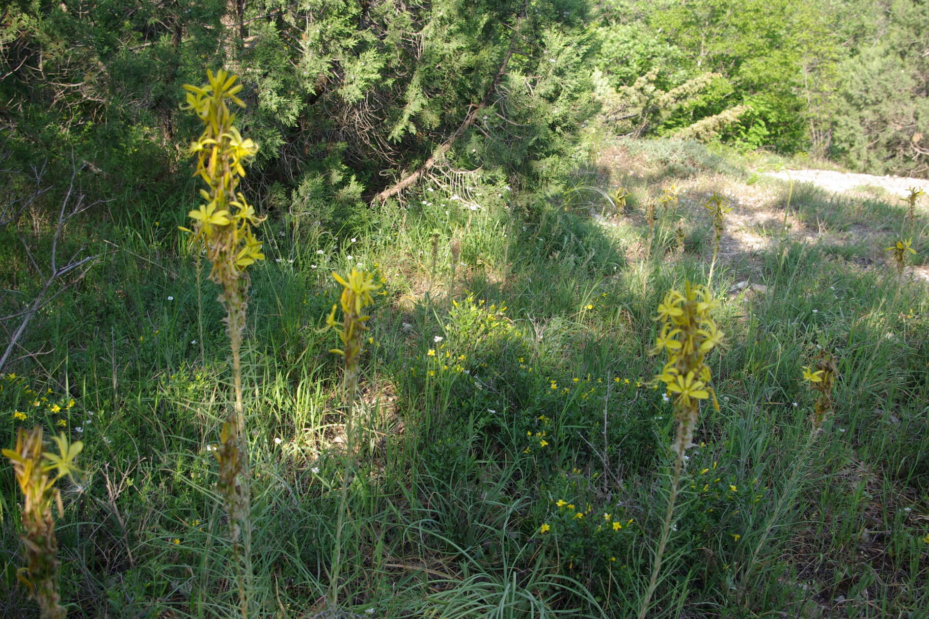 Image of yellow asphodel