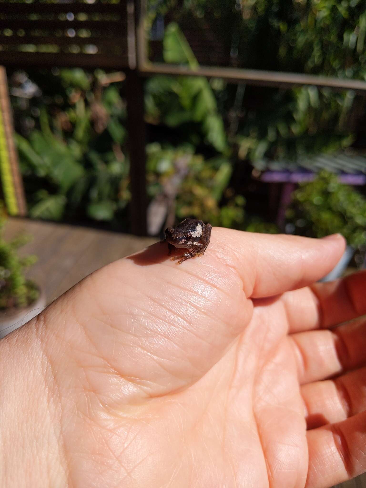 Image of Litoria quiritatus