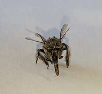 Image of Anthophora marginata Smith 1854