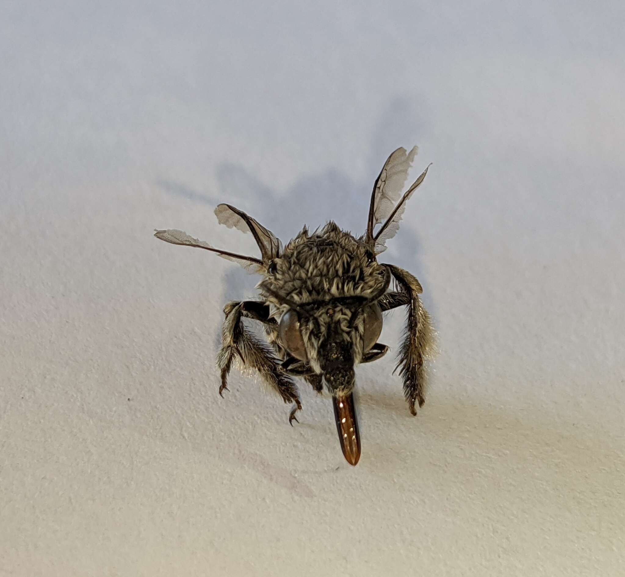 Image of Anthophora marginata Smith 1854