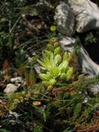 Image of European stonecrop