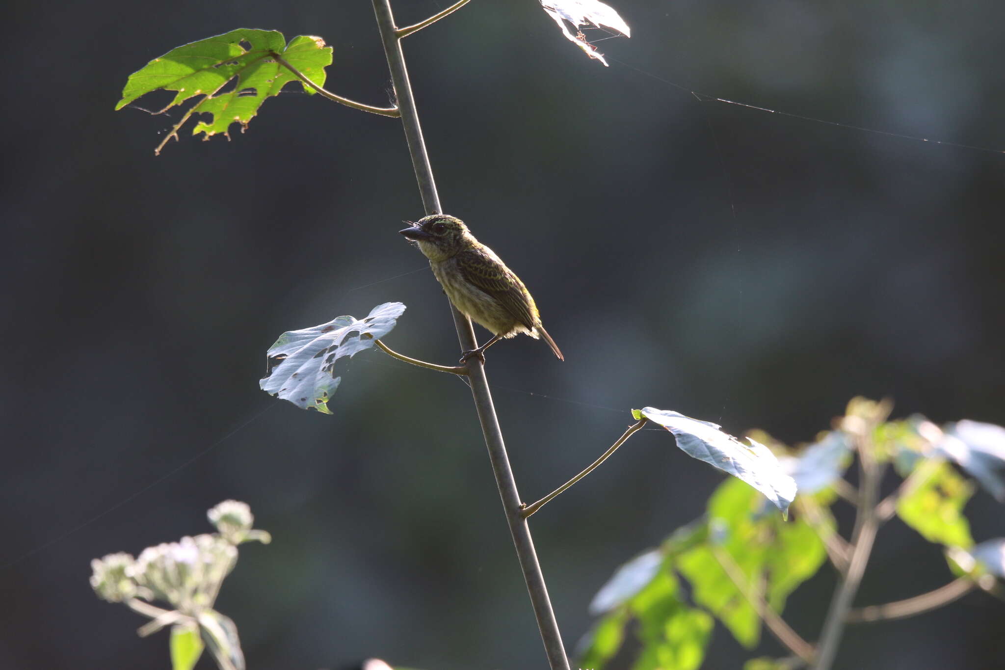 Image of Speckled Tinkerbird