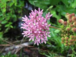 Слика од Asclepias rubra L.