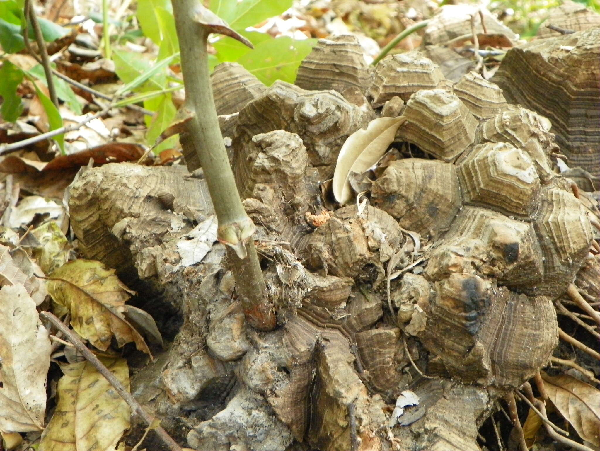 Image of Dioscorea mexicana Scheidw.