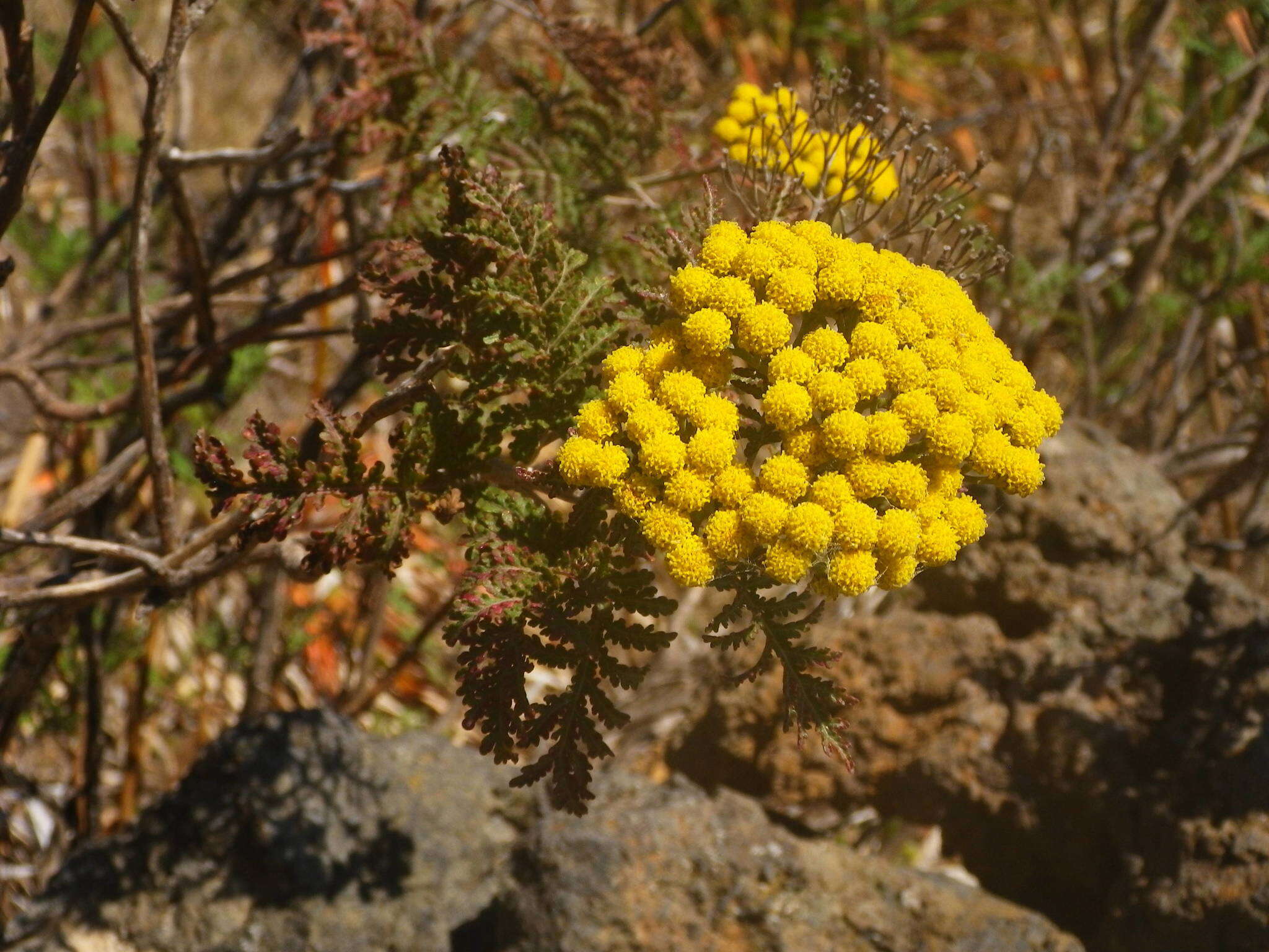 Image of Gonospermum fruticosum Less.