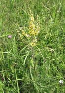 Image of nettle-leaf mullein