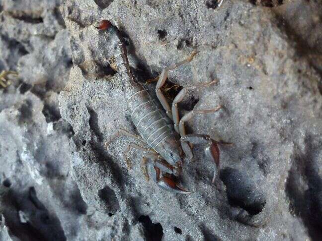 صورة Vaejovis mexicanus C. L. Koch 1836