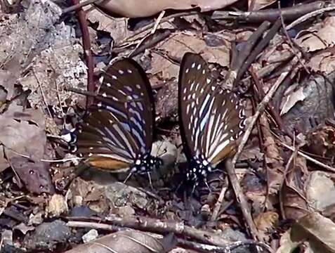 Graphium macareus (Godart 1819) resmi