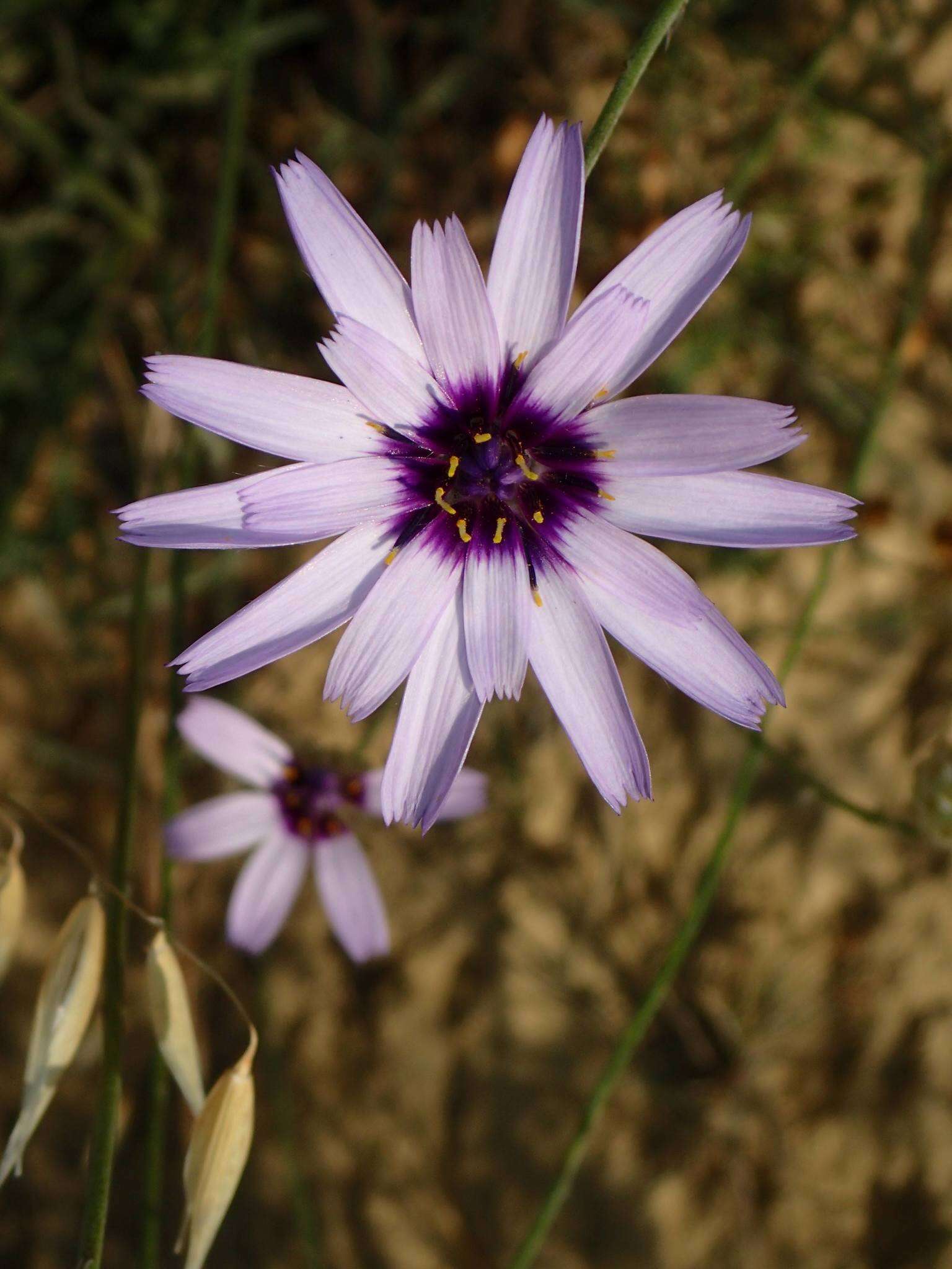 Image of Cupid's dart