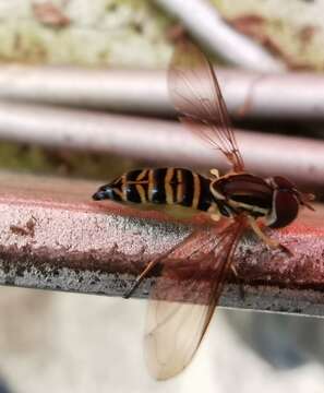 Toxomerus saphiridiceps (Bigot 1884) resmi