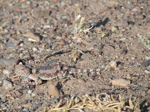 Image of Gray Toadhead Agama