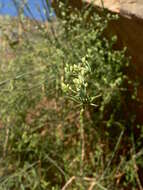 صورة Ephedra alata subsp. alenda (Stapf) Trab.