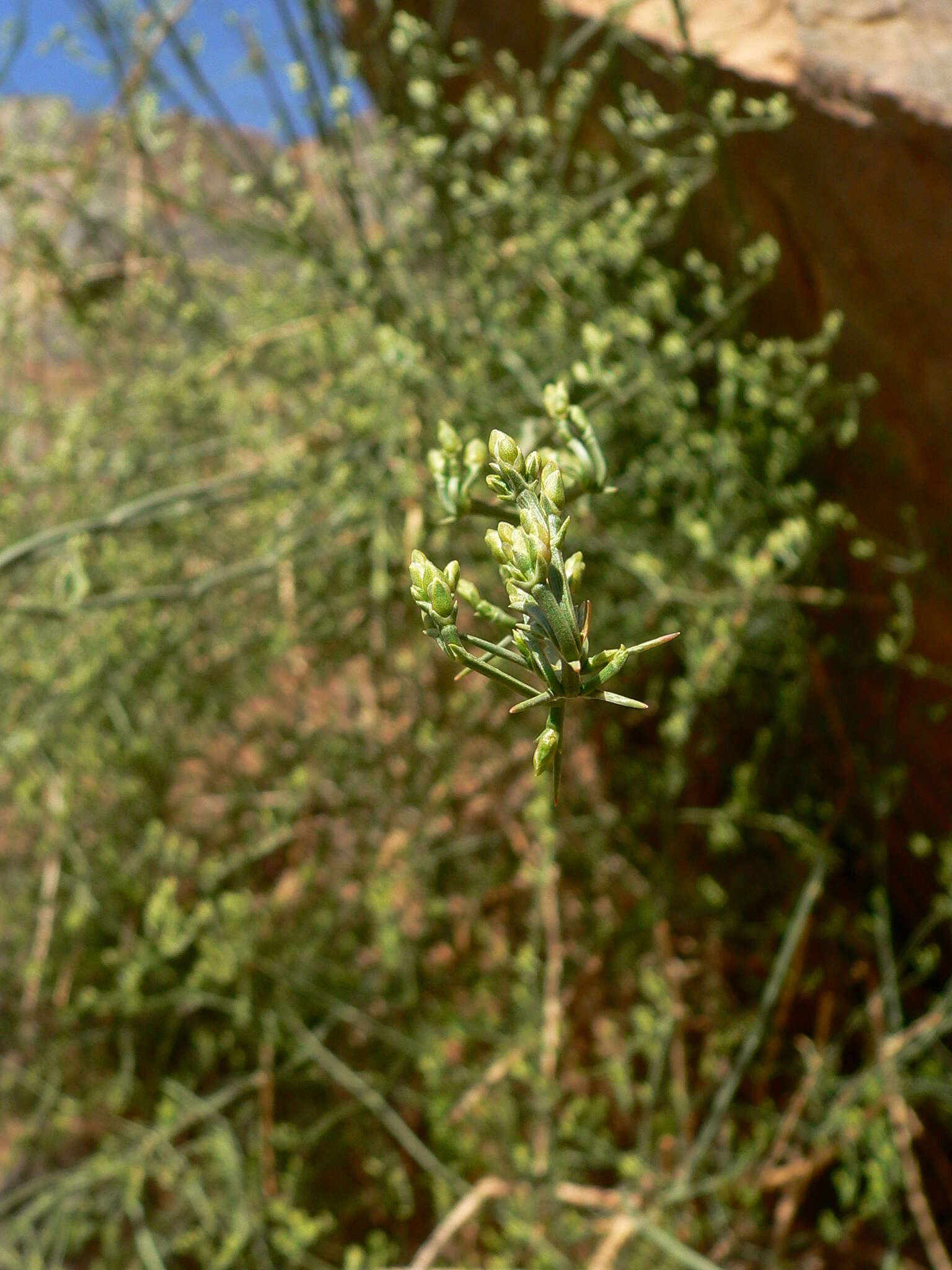 Ephedra alata subsp. alenda (Stapf) Trab. resmi