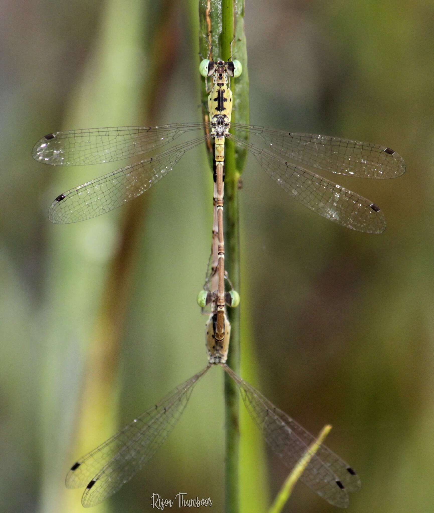 Image of Platylestes kirani