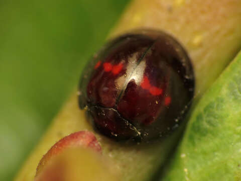 Image of heather ladybird