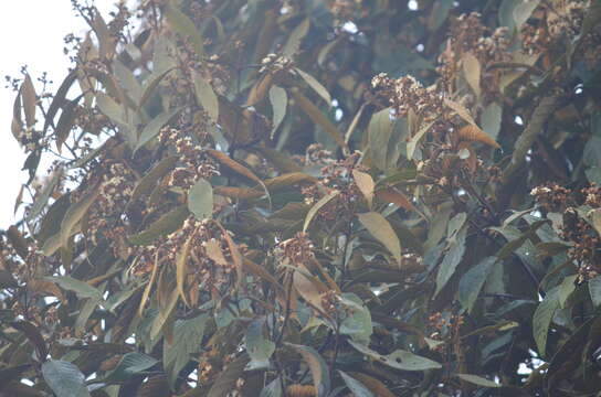 Image of Nectandra oppositifolia Nees & Mart. ex Nees