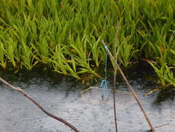 Image of Hanguana malayana (Jack) Merr.