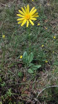 Plancia ëd Senecio provincialis (L.) Druce