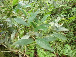 Ilex formosana Maxim. resmi