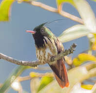 Lophornis helenae (Delattre 1843) resmi