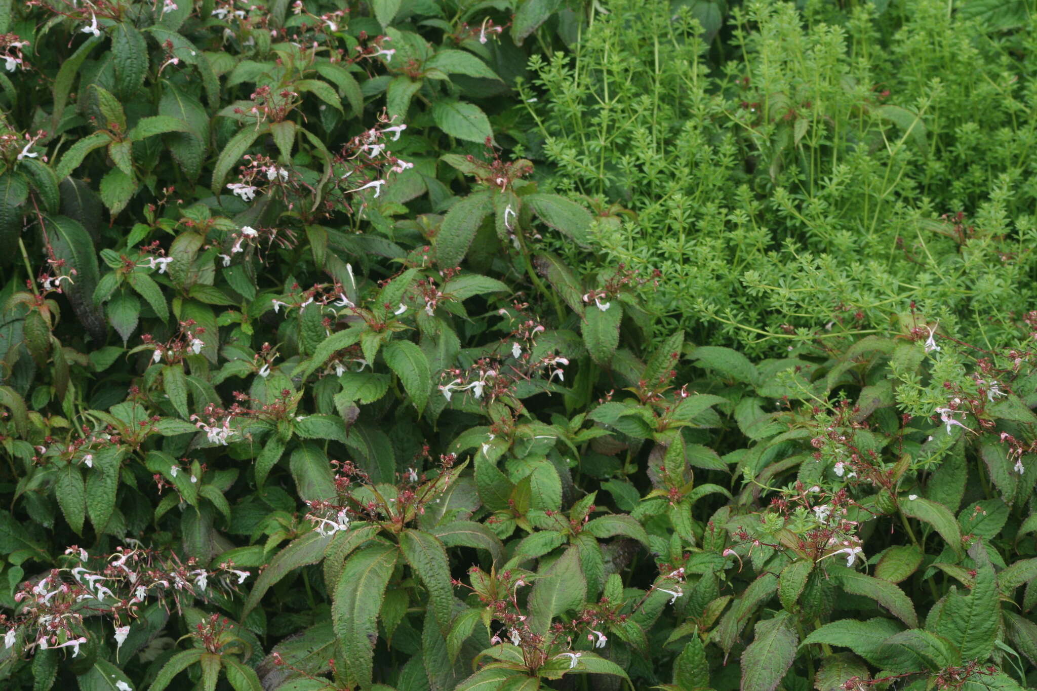 Image of Impatiens radiata Hook. fil.