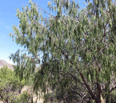 Image of Drooping Juniper