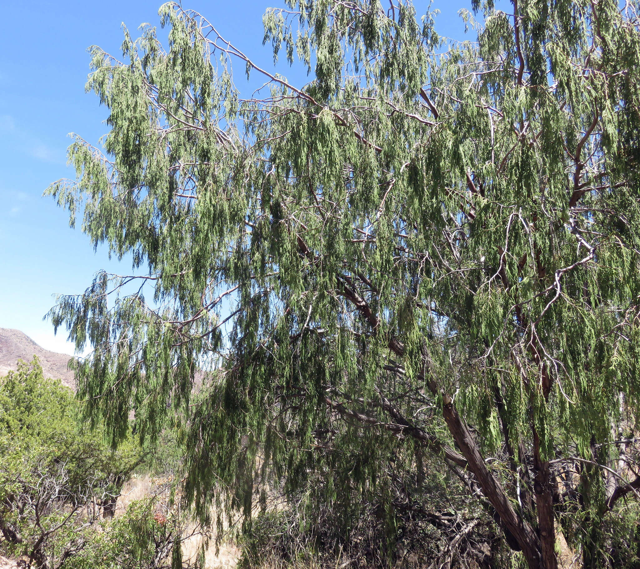 Image of Drooping Juniper