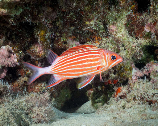 Image of Crown Squirrelfish