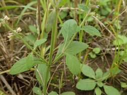 Image de Salvia plebeia R. Br.