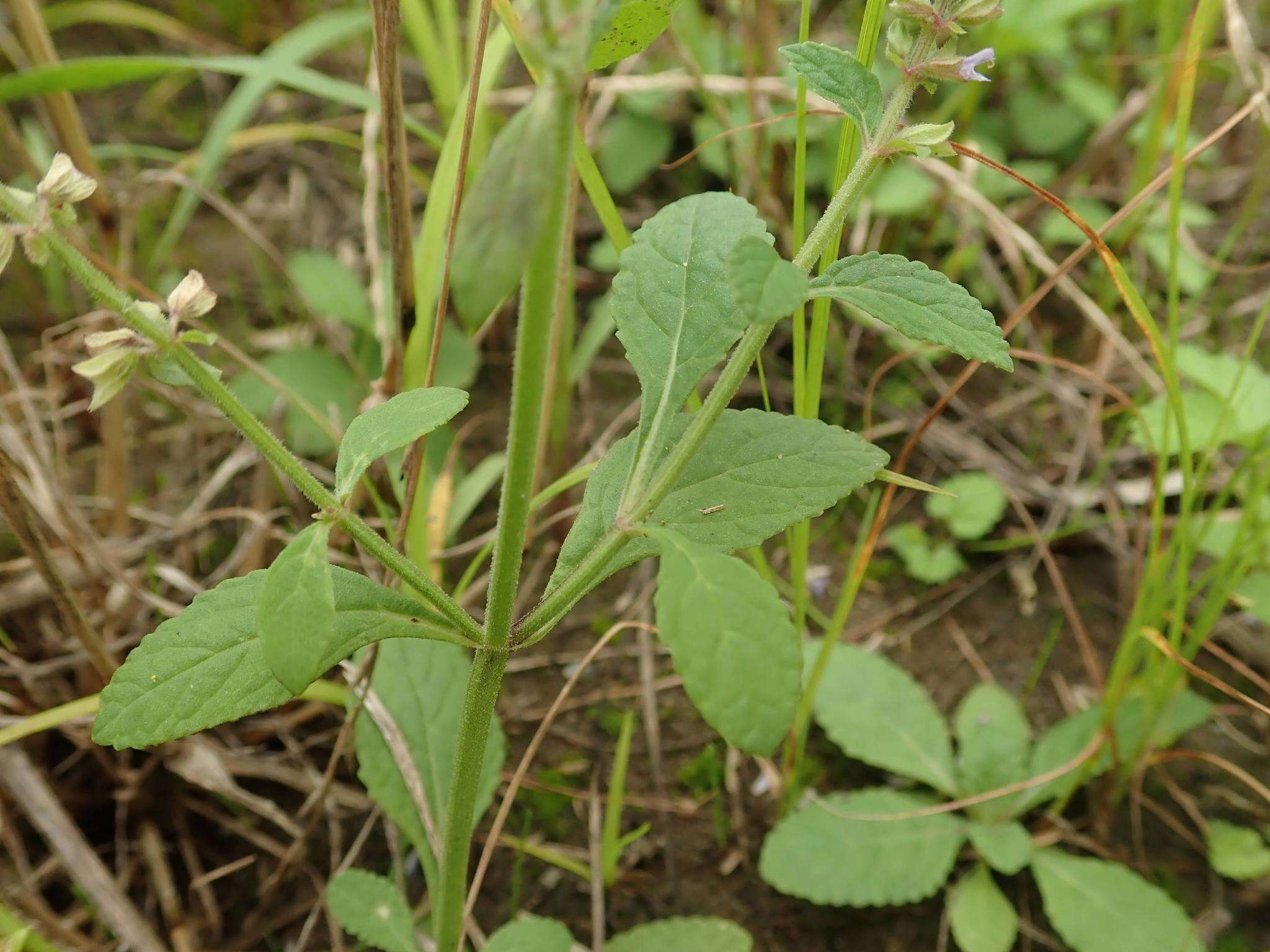 Image of Salvia plebeia R. Br.