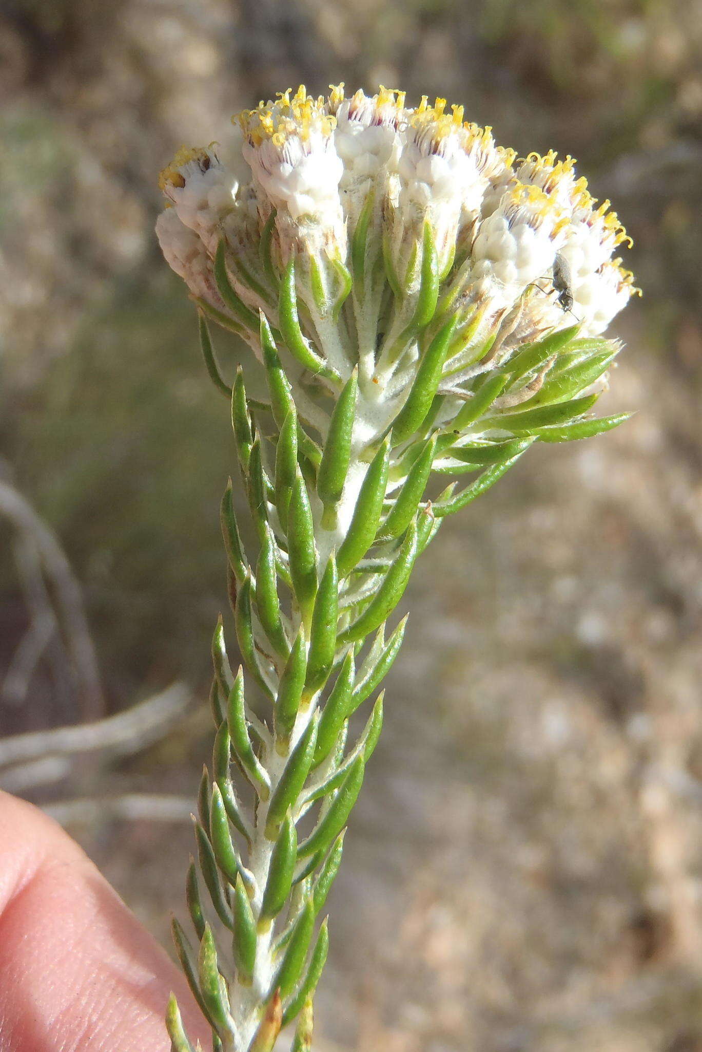 Image de Metalasia pallida Bolus