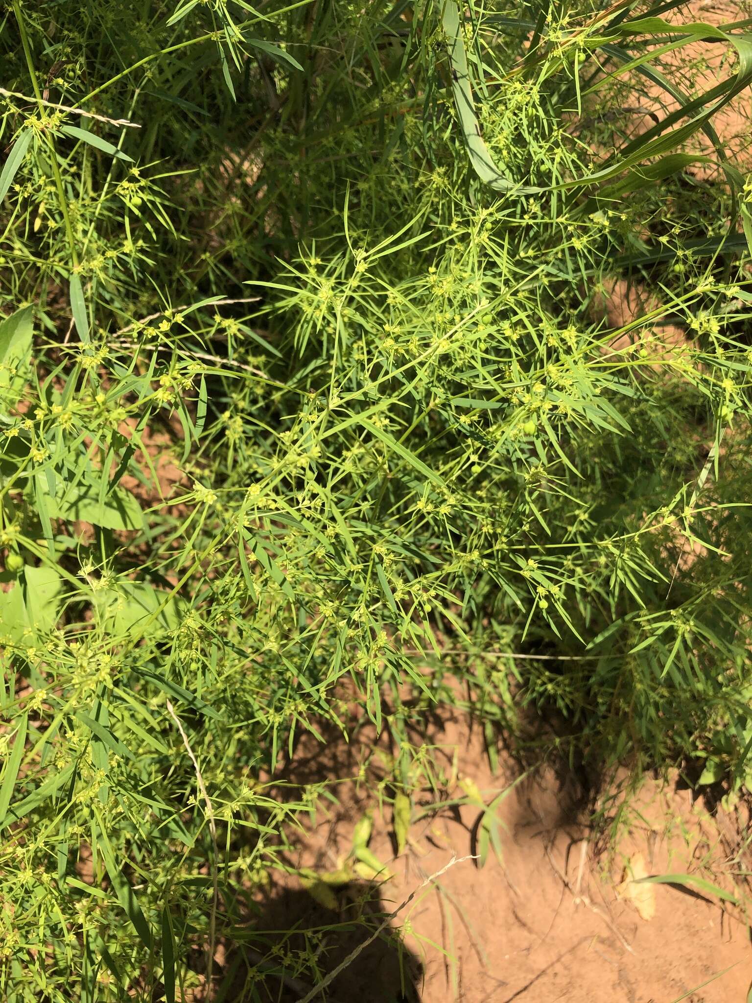 Image of sixangle spurge