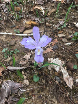 Image of crested iris