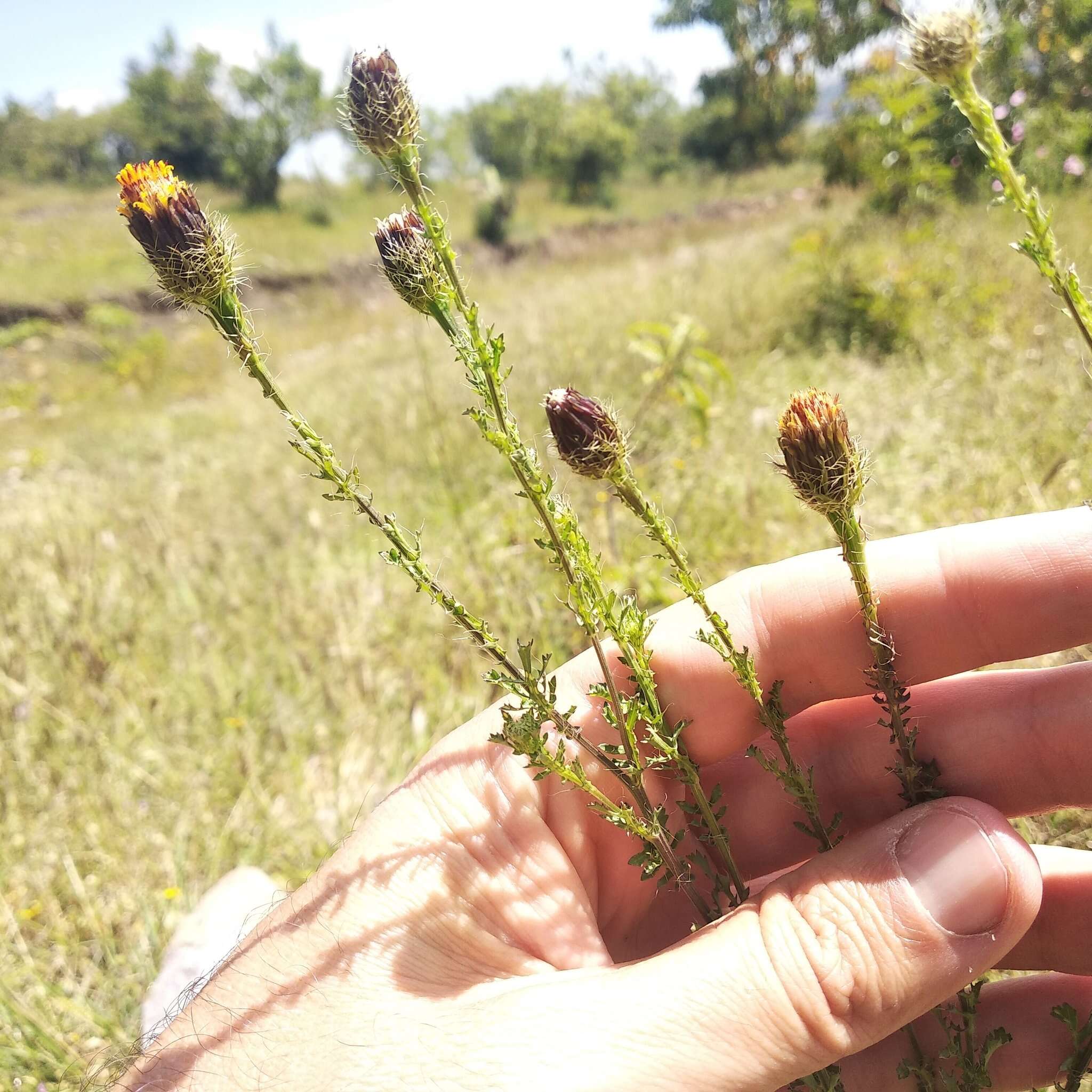 Imagem de <i>Adenophyllum <i>porophyllum</i></i> var. porophyllum